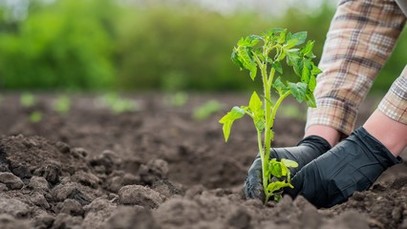 بهترین زمان کاشت گوجه فرنگی
