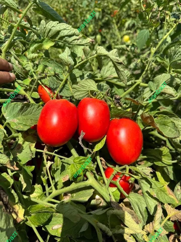 بذر گوجه دلار