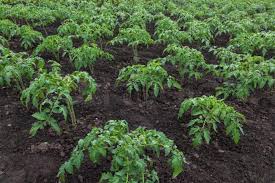 کود مرغی پوسیده برای گوجه فرنگی