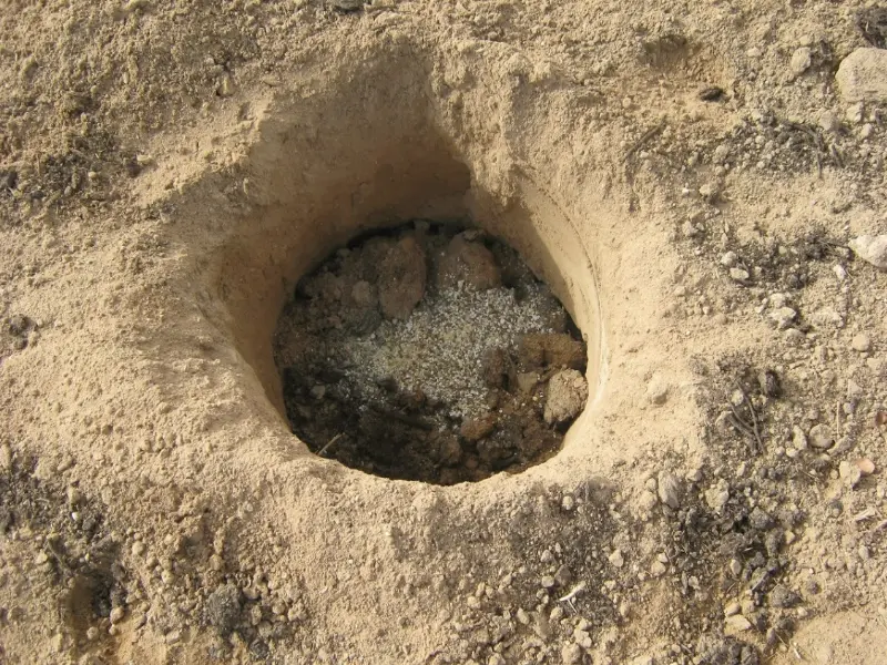 چالکود درخت چالکود