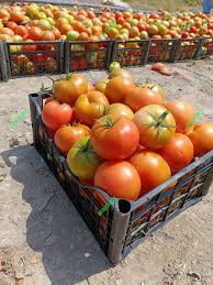 کشت گوجه فرنگی رنجر