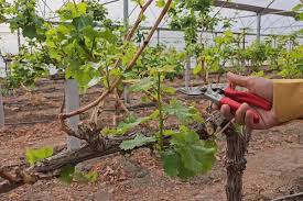 زمان حرص درختان انگور