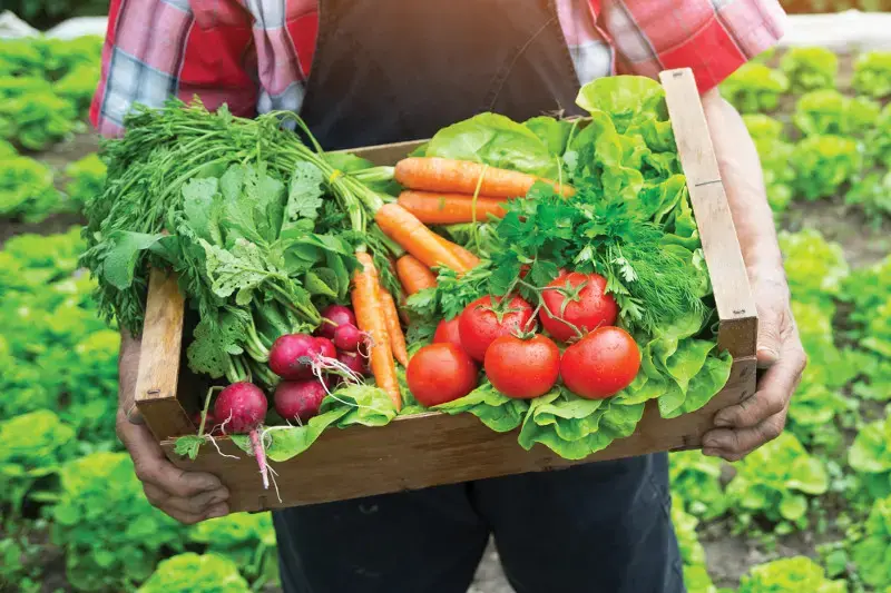 کشاورزی ارگانیک