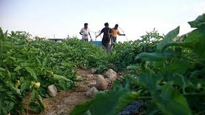 سمپاشی مزارع گوجه