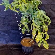 کود نیتروژن برای گوجه