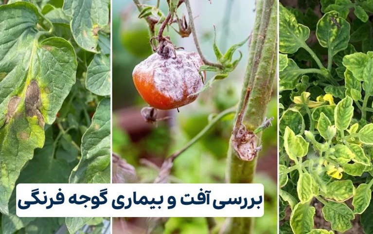 سفیدک داخلی گوجه فرنگی