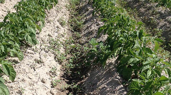 علف کش سیب زمینی