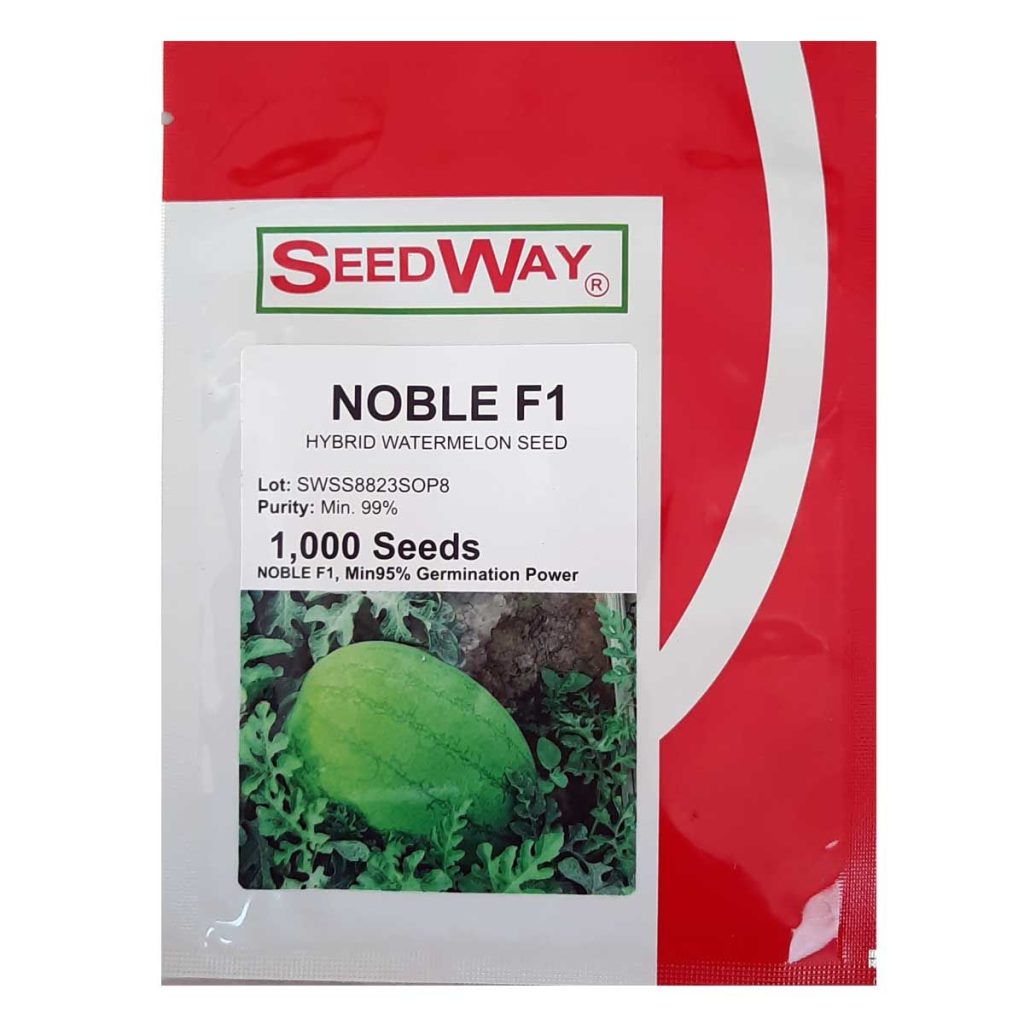 هندوانه سفید نوبل