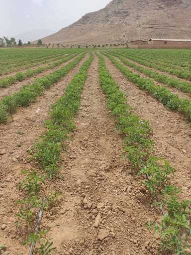 مزایای ابیاری گوجه دیم مزایای ابیاری گوجه دیم