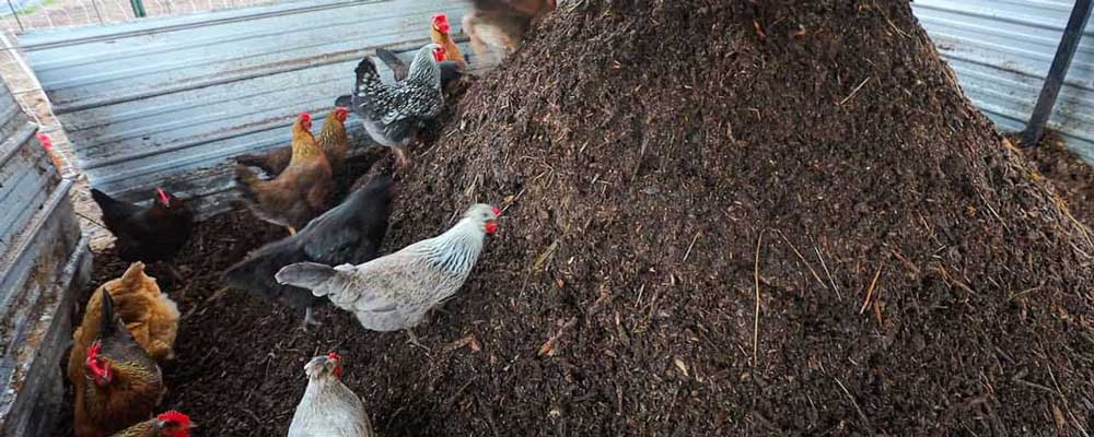 آنالیز کود مرغی