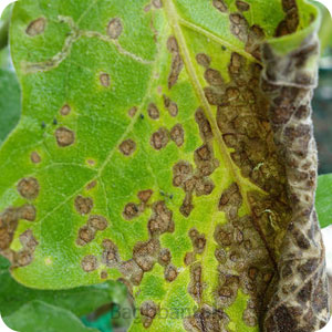 بیماری لکـه برگی چـشم قورباغـه‌ای بادمجان