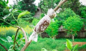 پیوند زدن درختان