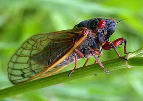 انواع حشره کش سیستمیک