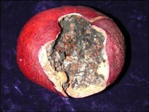 کرم گلوگاه انار