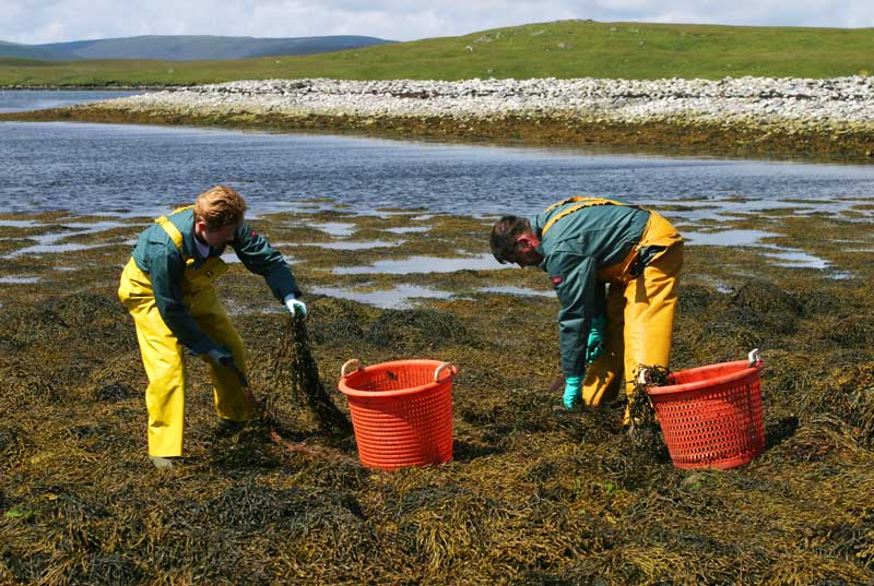 کود جلبک دریایی