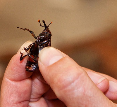 سرخرطومی حنایی خرما