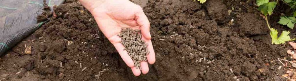 کود مرغی برای گردو