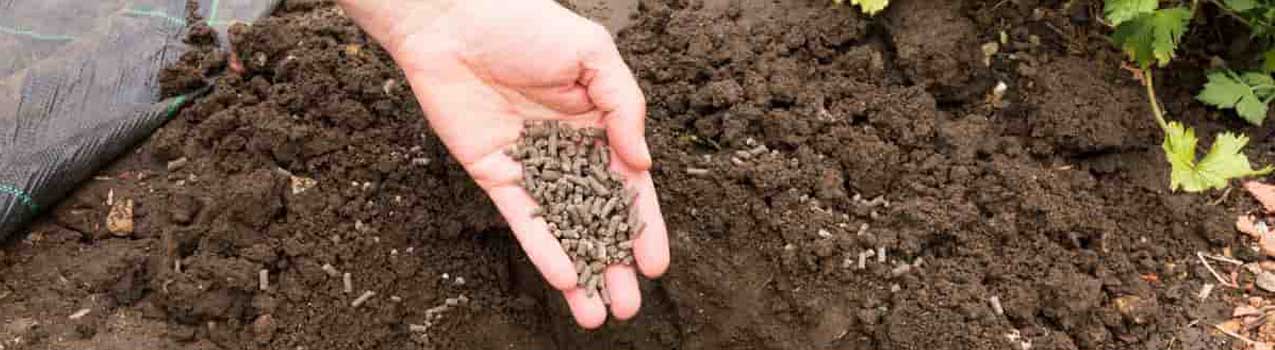 کود مرغی برای گردو