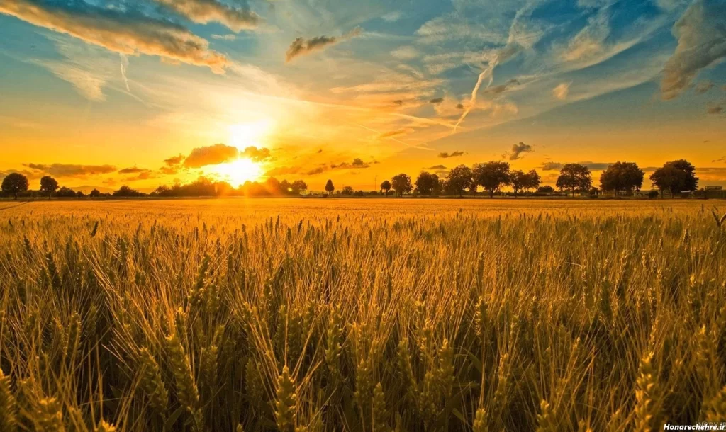 آفات و بیماری های گندم