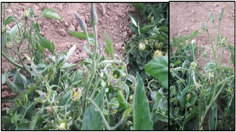 پف کردگی گوجه فرنگی