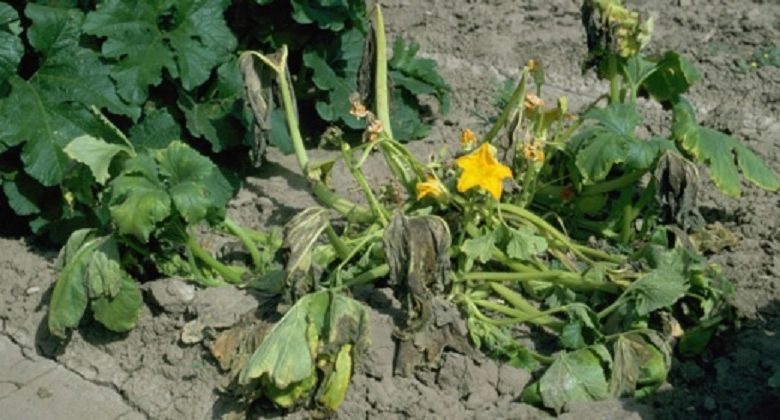 پوسیدگی سیاه باکتریایی کدو