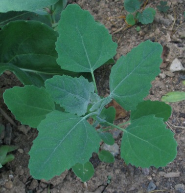 علف هرز پهن برگ گندم