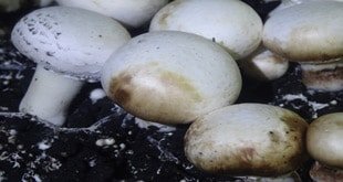 لکه قهوه ای باکتریایی قارچ