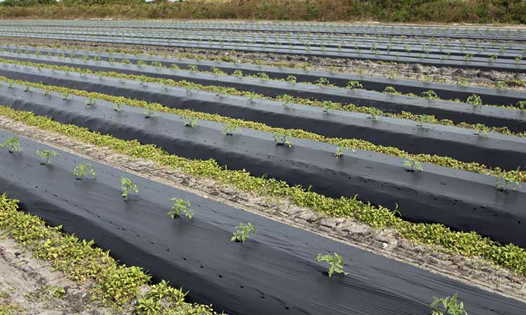 مالچ پلاستیکی بازتاب دهنده نور