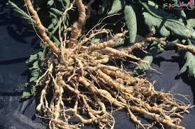 نماتد ریشه گوجه فرنگی