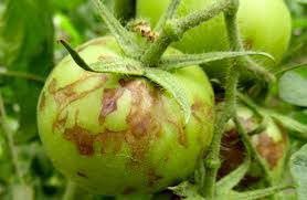 بیماری موزاییک گوجه فرنگی