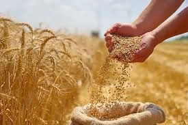 تاثیر پتاسیم در رشد گندم