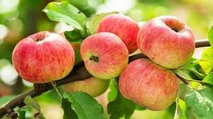 علت ریزش گل و میوه درختان