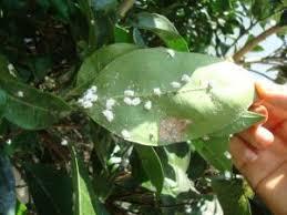 بالشتک مرکبات