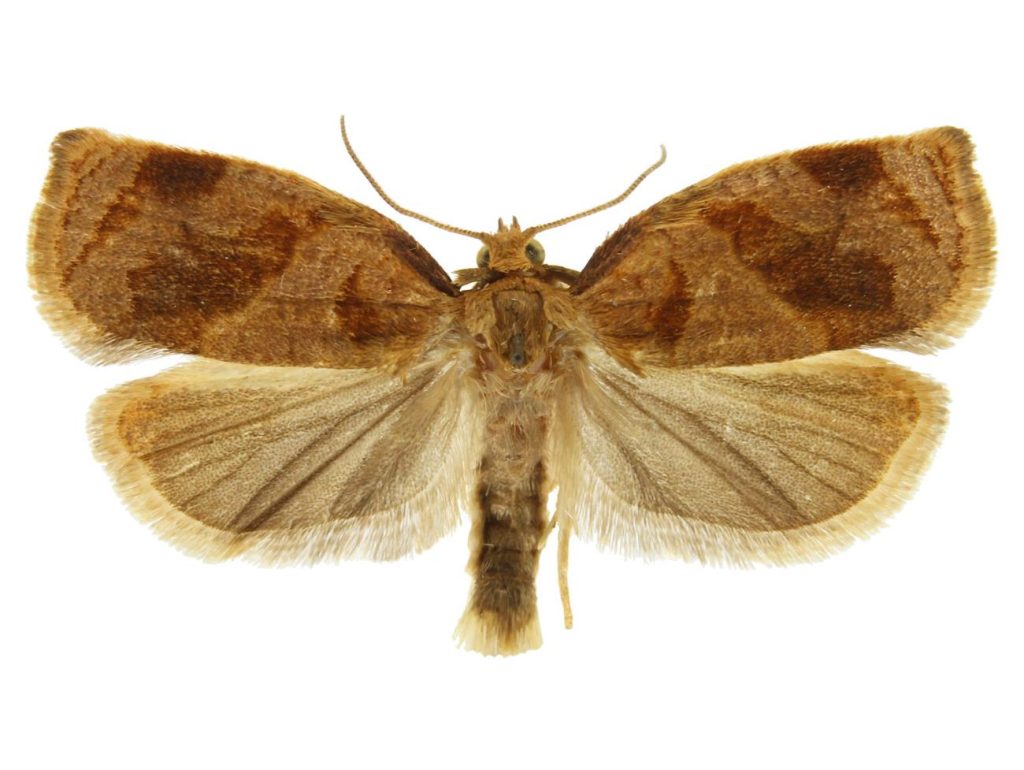 کرم جوانه خوار