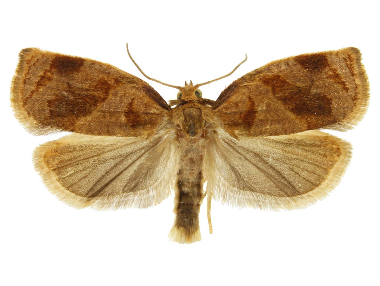 کرم جوانه خوار