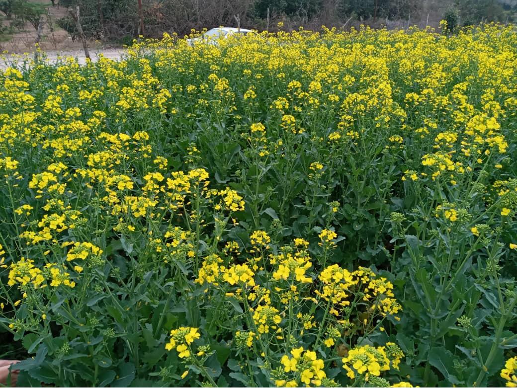 پوسیدگی کلزا