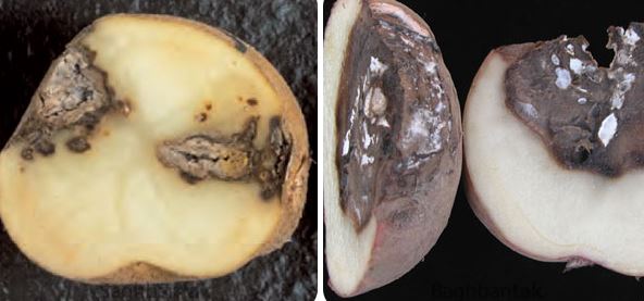 مبارزه با فوزاریوم سیب زمینی