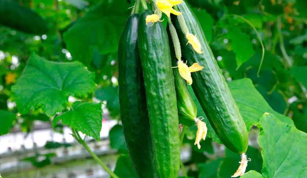 بیماری های خیار گلخانه ای