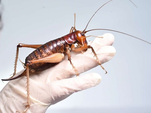 بیماری هایی که حشرات منتقل می کنند