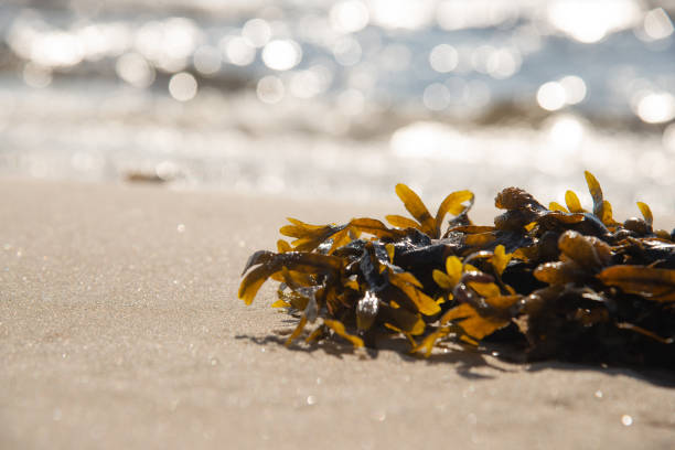 مزایای کود جلبک