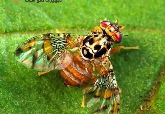 مگس مدیترانه ای