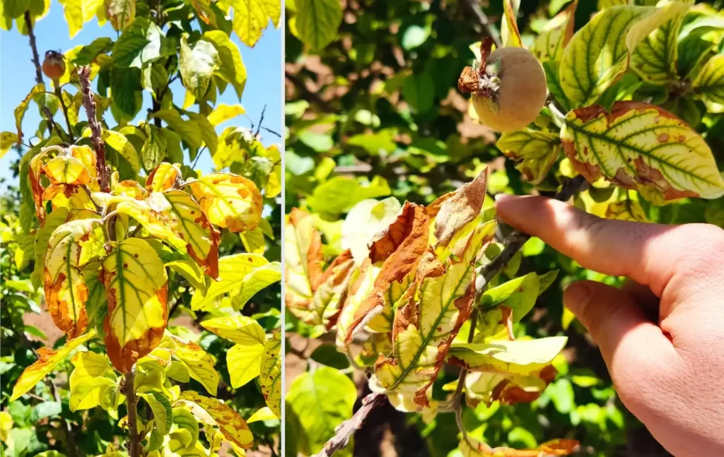 چرا برگ‌های گوجه فرنگی سوخته و خشک می‌شود؟