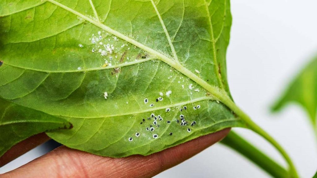 شپشک آرد آلود