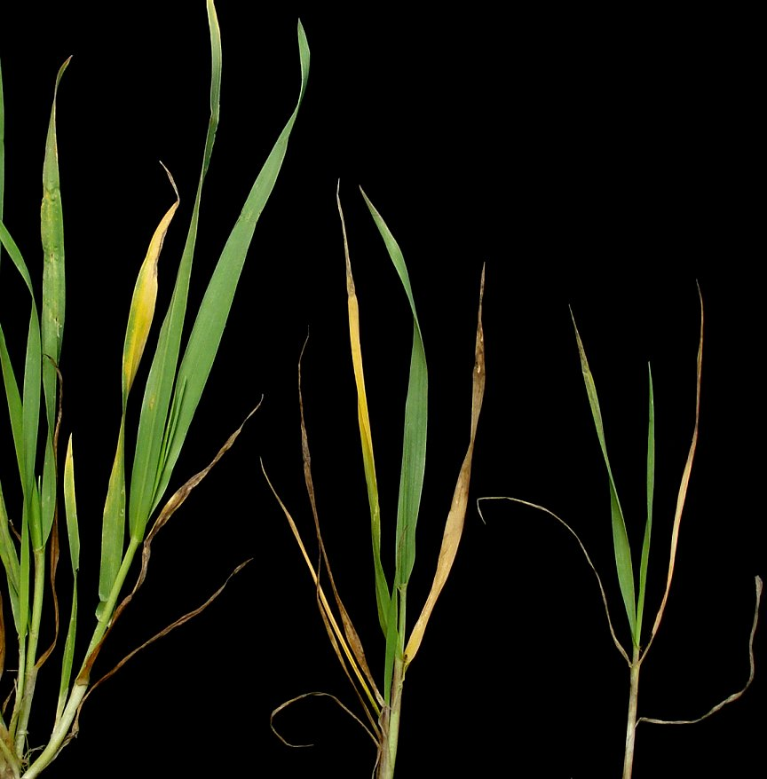 نشانه های کمبود عناصر در گندم