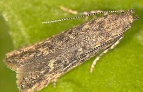 مگس مینوز گوجه فرنگی