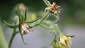 پوسیدگی انتهای شکوفه گوجه ‌فرنگی