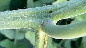 مبارزه با کرم صاقه خوار گوجه