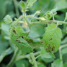 بیماری‌های باکتریایی گوجه فرنگی