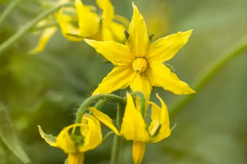 گلریزی در گوجه فرنگی