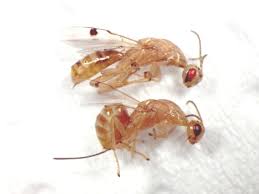 زنبور مغزخوار طلایی پسته